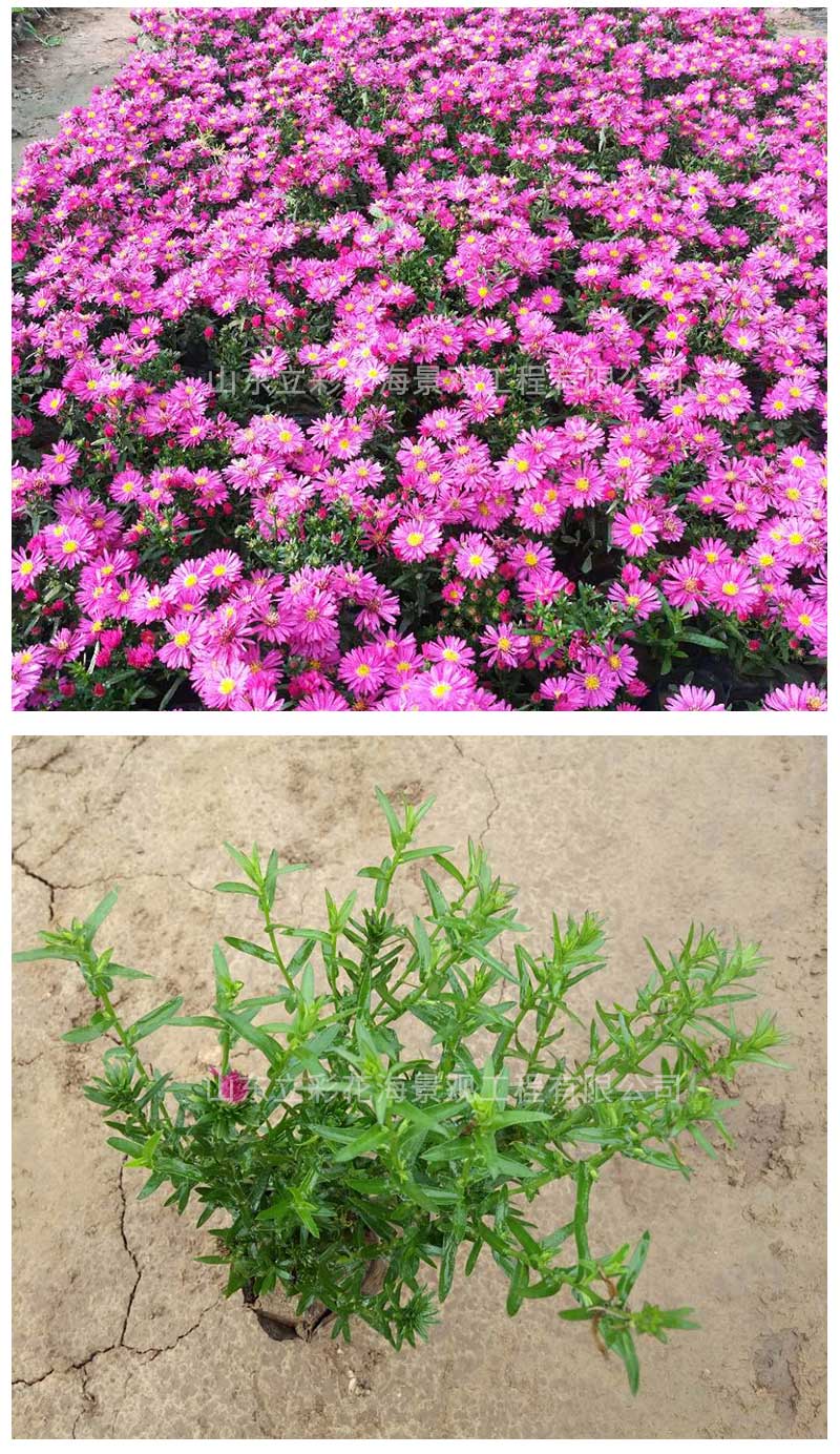 3荷兰菊_04
