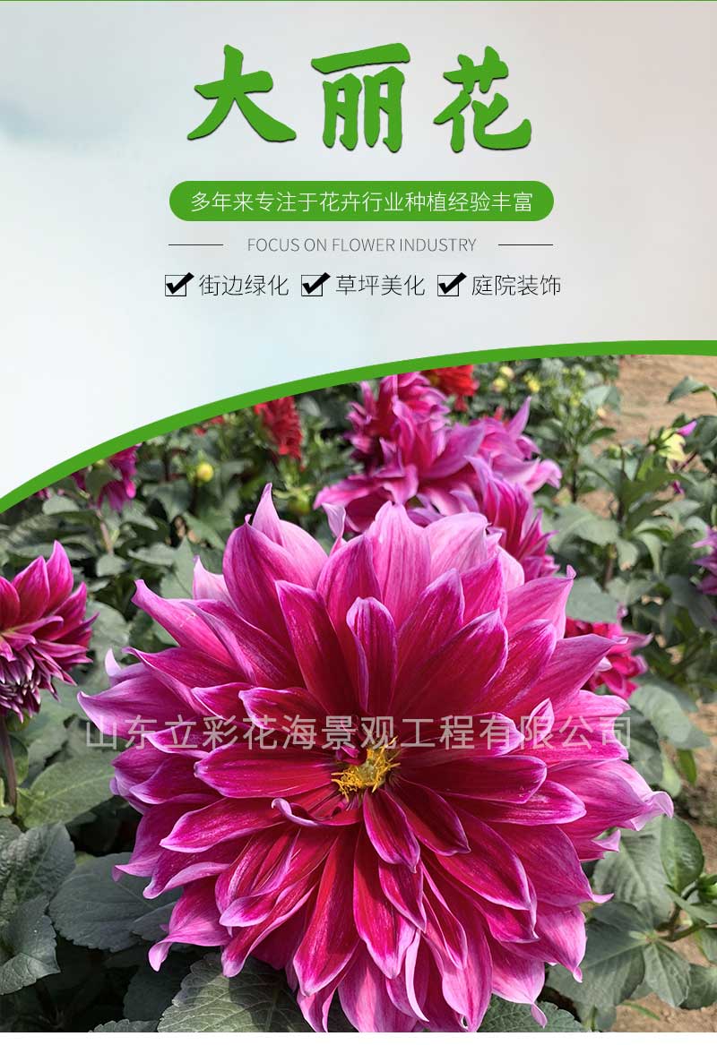 4大丽花_01