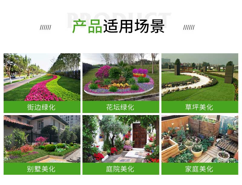 4大丽花_02