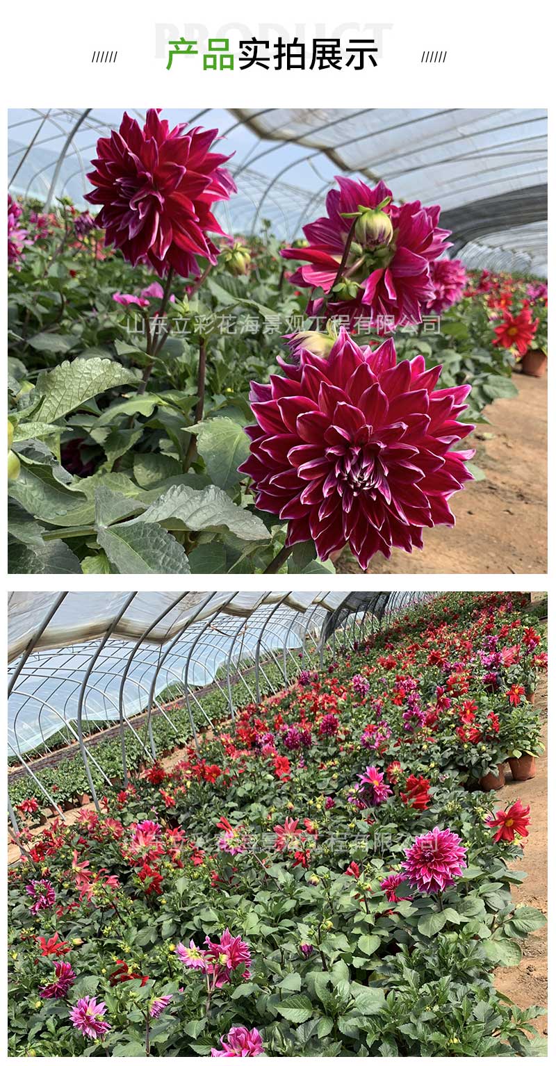 4大丽花_03