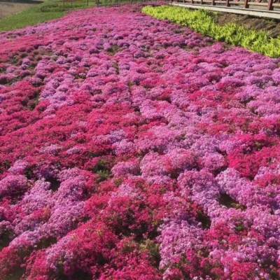 花海景观