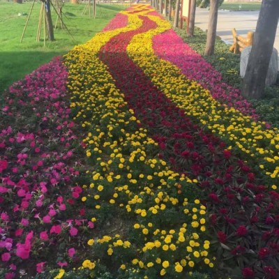 花海景观