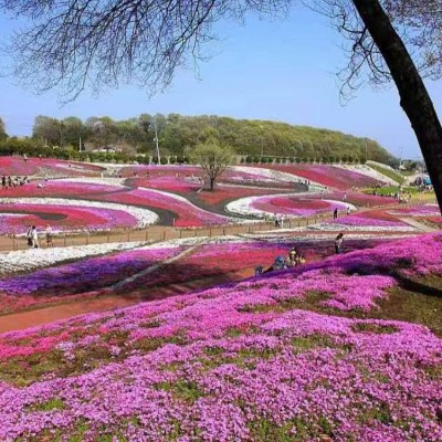 花海景观