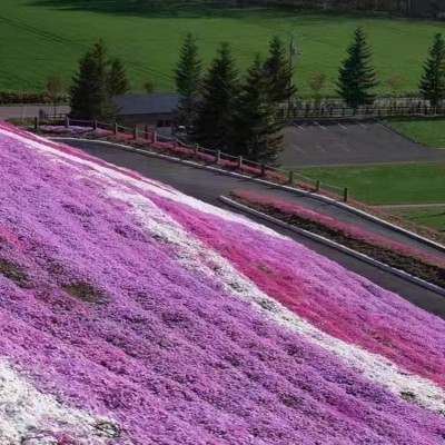 花海景观