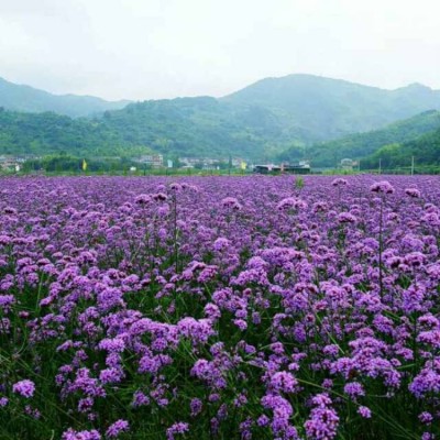 花海景观