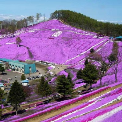 花海景观