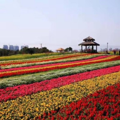 花海景观
