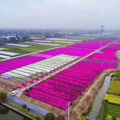 花海景观