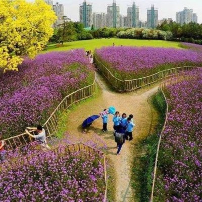 花海景观