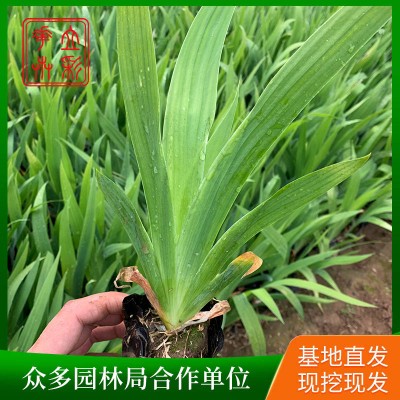 紫花鸢尾