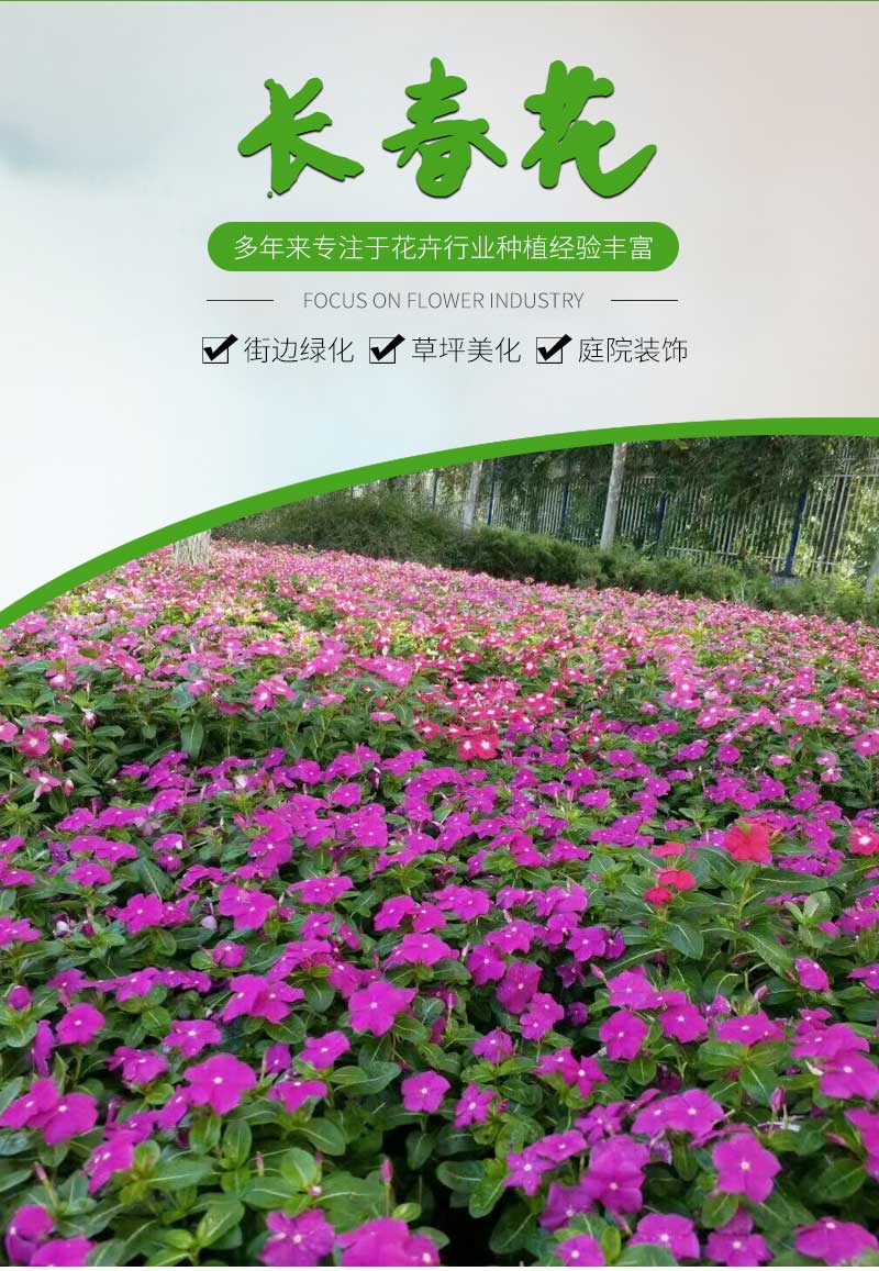 长春花_01