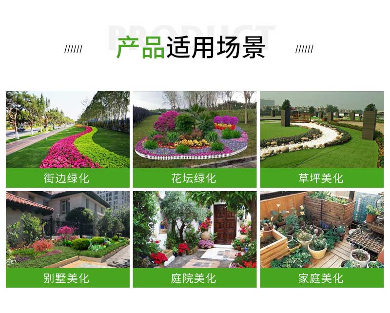 长春花_02