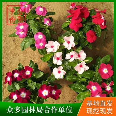长春花