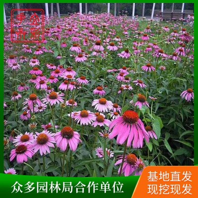 松果菊